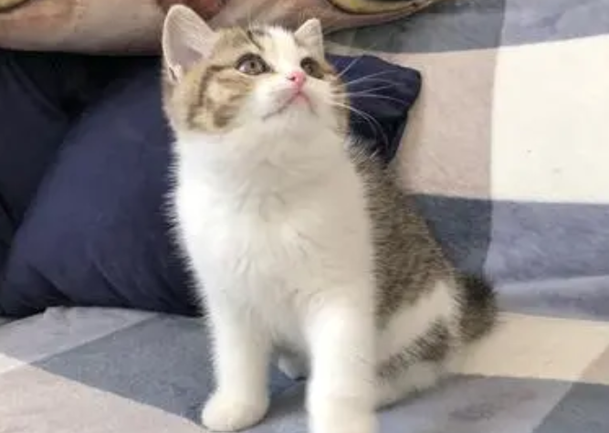 苏格兰折耳立耳猫好养吗