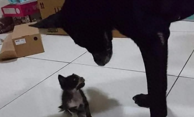 捡了只小奶猫让狗子带，没想到这货长大后居然比狗还大只！