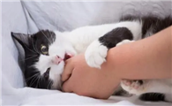猫咪突然向你攻击是为什么啊