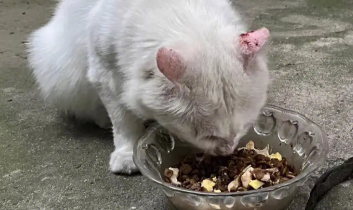刚捡的流浪猫要去医院检查什么 刚捡的流浪猫要去医院检查什么