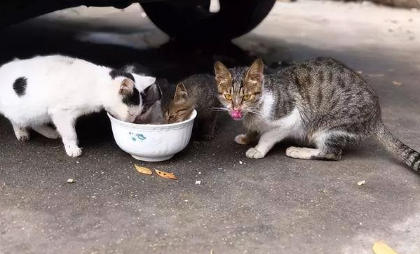 捕捉流浪猫犯法吗