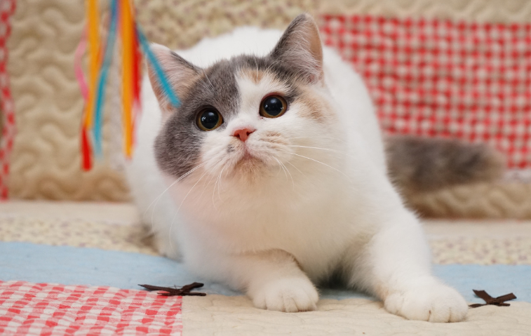 汤姆猫现实图片版本大全