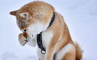 为什么狗狗要用脸蹭雪地