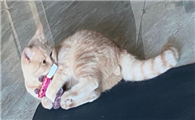 猫咪为什么会半夜蹦迪啊