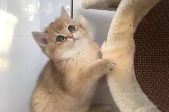 金渐层猫多少钱一只 金渐层猫多少钱一只