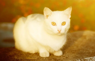 纯白猫黄眼睛是土猫吗 纯白猫黄眼睛是土猫吗
