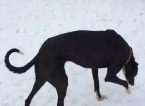 四蹄踏雪的狗是凶还是吉