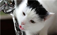猫咪喝水为什么会被呛着呢