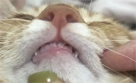 猫咪的门牙为什么这么小呢