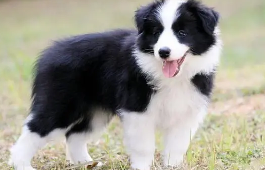 边牧犬多少钱一只幼犬啊