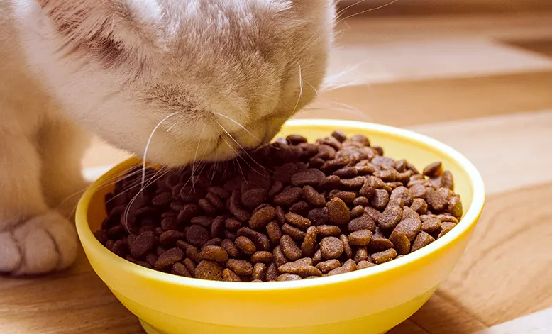 度歌猫粮是哪个公司