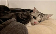 猫不能盖被子吗