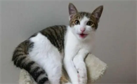 猫能吃什么食物