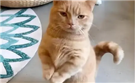 猫咪为什么会踩着脚走路呢