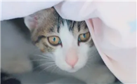 猫咪为什么晚上喜欢爬床呢