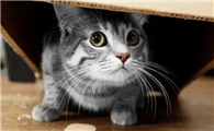 猫咪为什么会烦心发抖呢