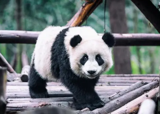 熊猫咬合力排世界第几