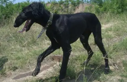哮天犬到底是什么狗? 哮天犬到底是什么狗?