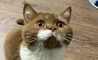 猫咪疯狂敲屏幕是什么原因