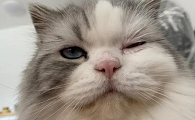 猫咪会埋眼睛里是怎么回事
