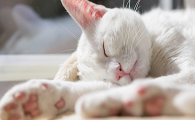 猫咪晚上怎么会出汗