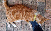 猫咪为什么喜欢咬腿部