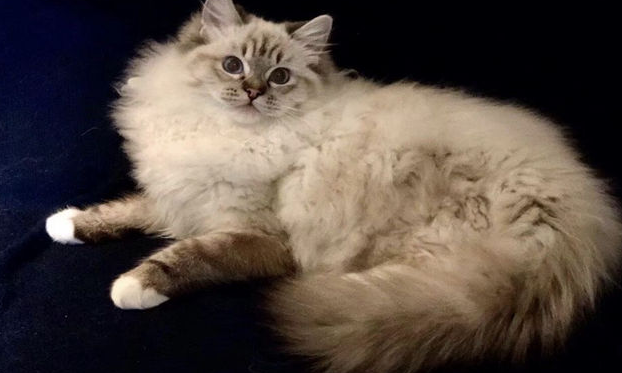 带山猫纹的布偶便宜还是贵