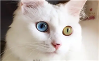 猫咪眼睛为什么长得好看啊