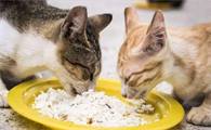 猫咪为什么不能喂骨头粥啊