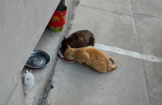 流浪猫一家太吵被打死 流浪猫一家太吵被打死