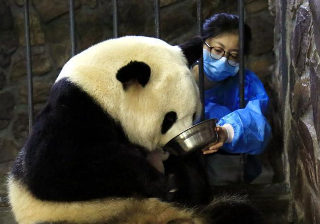 大熊猫饲养员一年工资