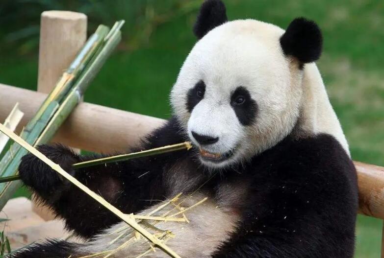 熊猫吃什么