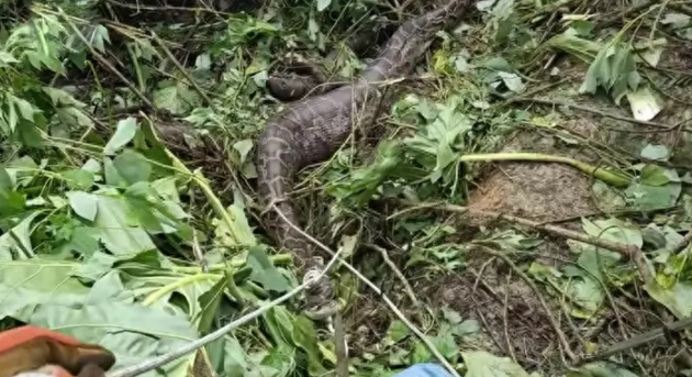 福建泉州出现4米巨蟒,吃掉一只羊后无法动弹 福建泉州出现4米巨蟒,吃掉一只羊后无法动弹