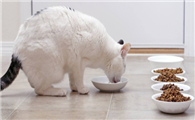 猫咪为什么食量小了啊