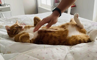猫咪为什么讨厌人摸肚子
