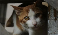捡到流浪猫检查一次多少钱