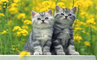 猫咪为什么会这么慢走呢