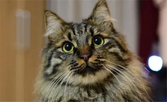 狸花猫认主人的表现 狸花猫认主人的表现