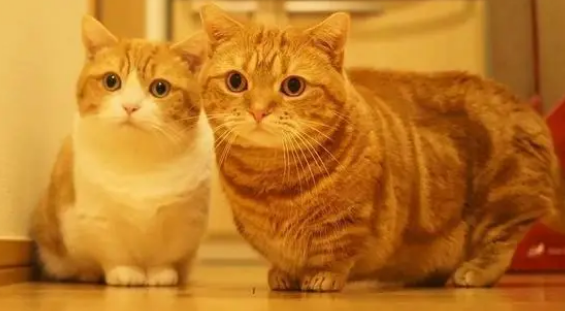 矮脚猫哪个品种最漂亮