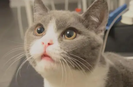端午色猫猫英短图片高清 端午色猫猫英短图片高清