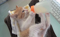 猫咪为什么要分奶瓶