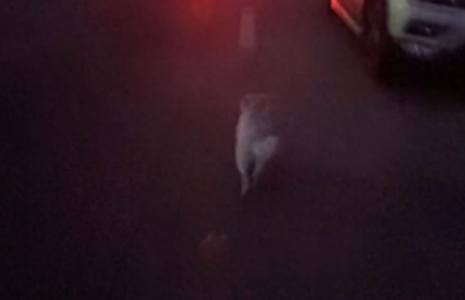 主动帮女生带夜路的流浪狗，成为学校里的明星，一场意外令人惋惜