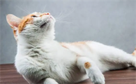 猫咪为什么老是爱咕噜叫呢