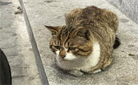 流浪猫喂了几次就赖上我了