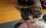 猫咪为什么晚上不能进屋呢