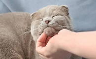 猫咪为什么越大越拽主人