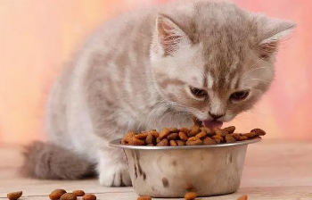 奇鲜猫粮为啥不能线上销售