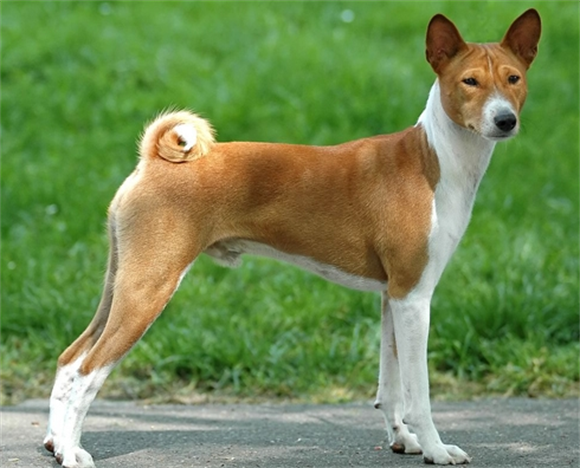 巴仙吉犬吃什么狗粮好?狗粮需营养均衡 巴仙吉犬吃什么狗粮好?狗粮需营养均衡