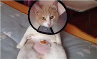 猫咪为什么会被人绝育呢
