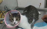 猫咪的绝育好处有哪些